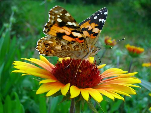 Pesticides, Diseases, and Habitat Loss Threaten Pollinators