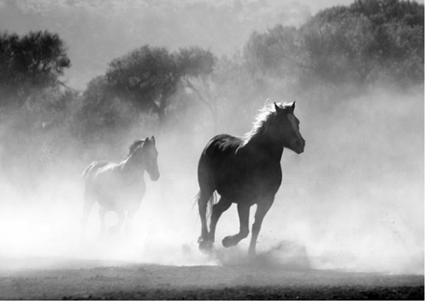 Four Lonely Horses